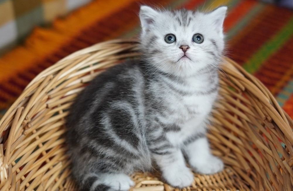 ШотландскиЕ КотятА, вислоухие И Прямоухие котятки