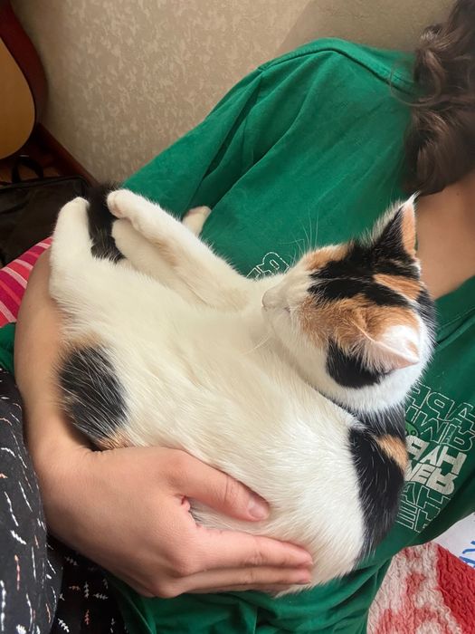 Пристраиваю малейшую кошечку