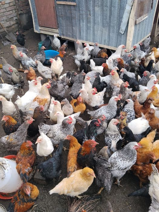 Продам кур несушек