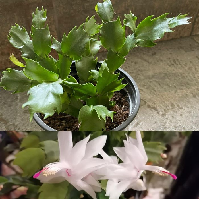 Цветя за продажба