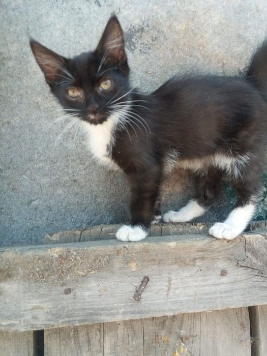 Отдам котенка, 3 месяца, мальчик