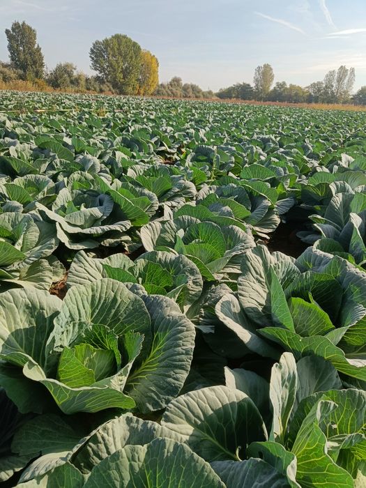 Varză de toamnă soiul Victoria - Direct Producător