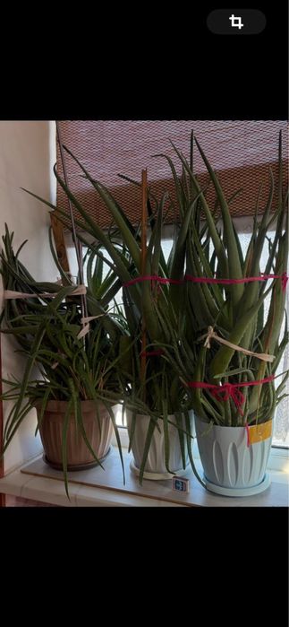 Алоэ тысячилетник