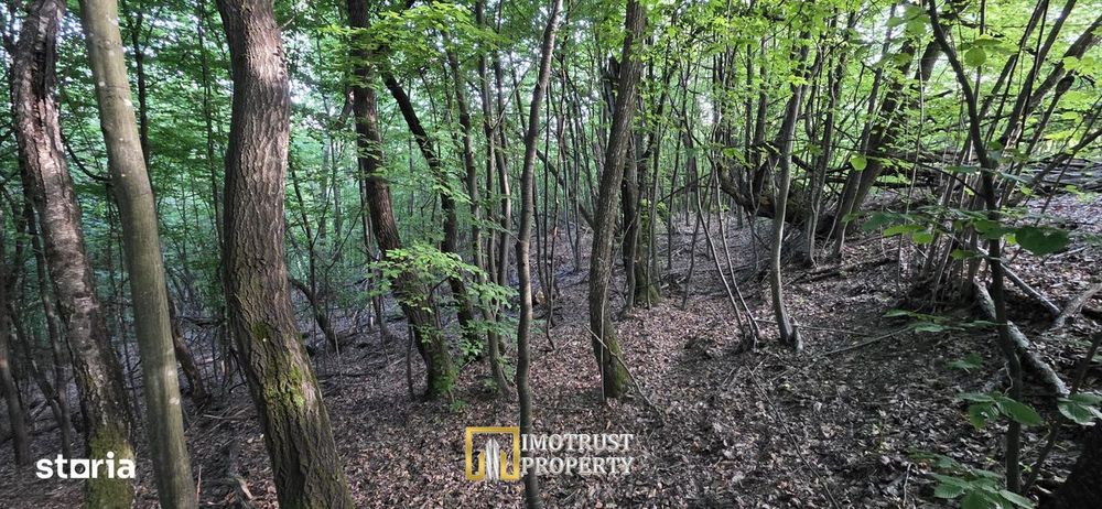 Pădure și pășune de vânzare 8,2037 ha Borod, Bihor