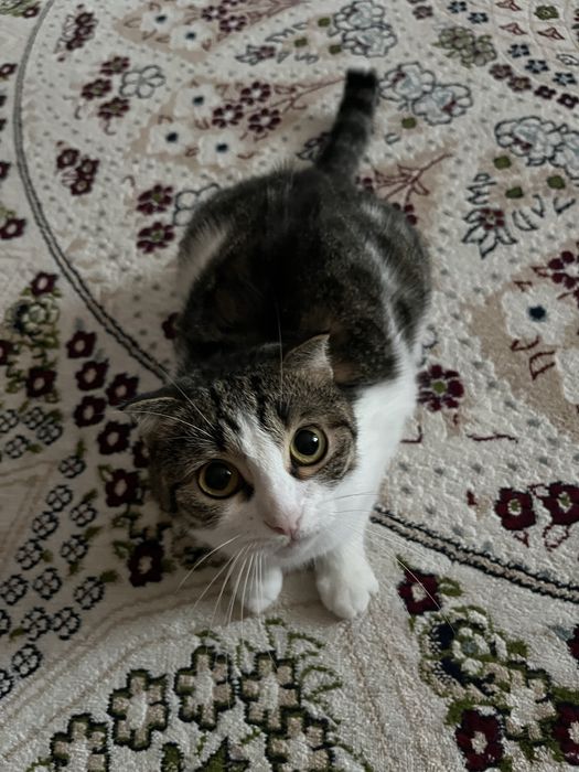 Кошка стерилизованная