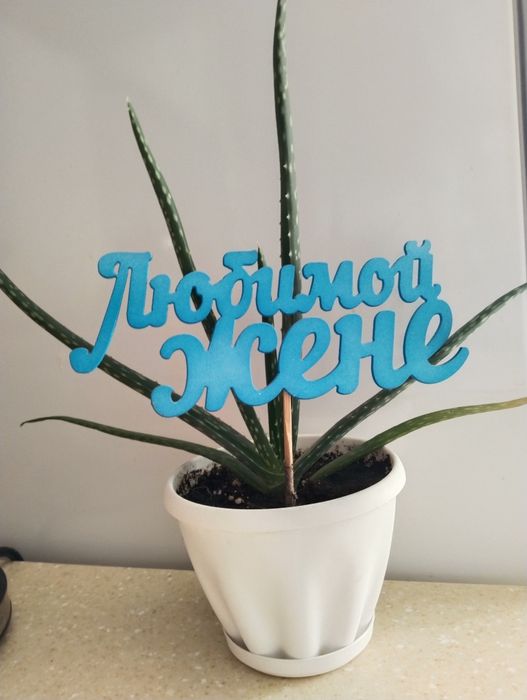 Алое вера разные