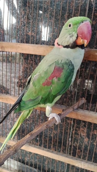 Александрийский попугай