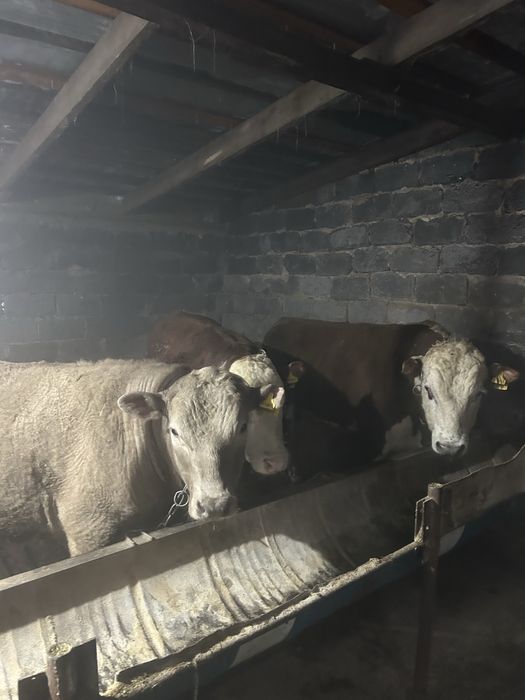 Продается бычки