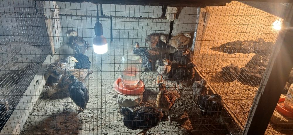 Жужалар сотилади