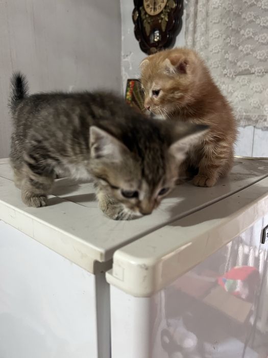 шотланские котята