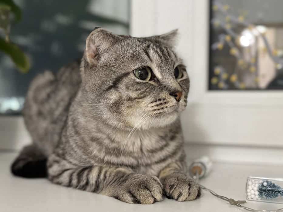 Отдам кота в хорошие руки