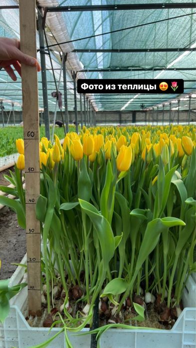 Тюльпаны оптом на 8марта