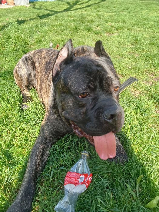 Вязка кабель Кане Корсо