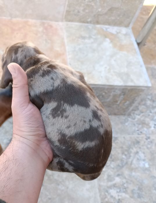 Teckel mini arlechin , merle tricolor tekel mini