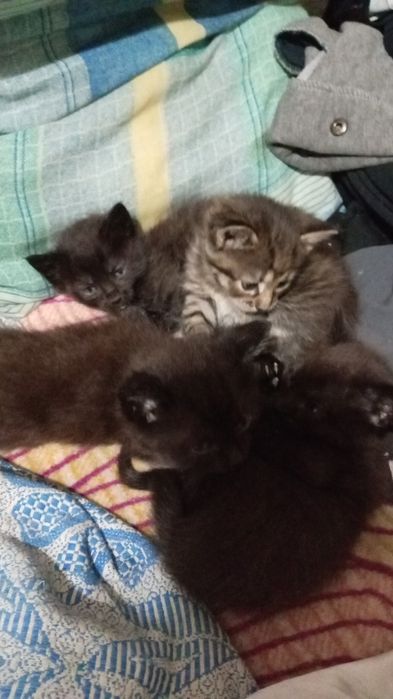 Котята бесплатно