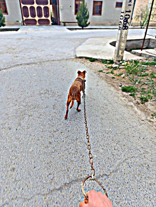 pitbull 3 yosh urgochi tug‘magan real oladiganlar bezovta qilsin