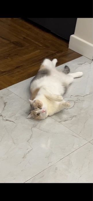 Кошке полтора года