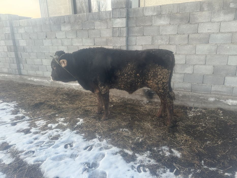 Продам два быка Алатау двух летки