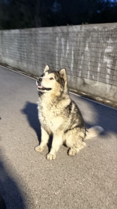 Нашли маламут есентай