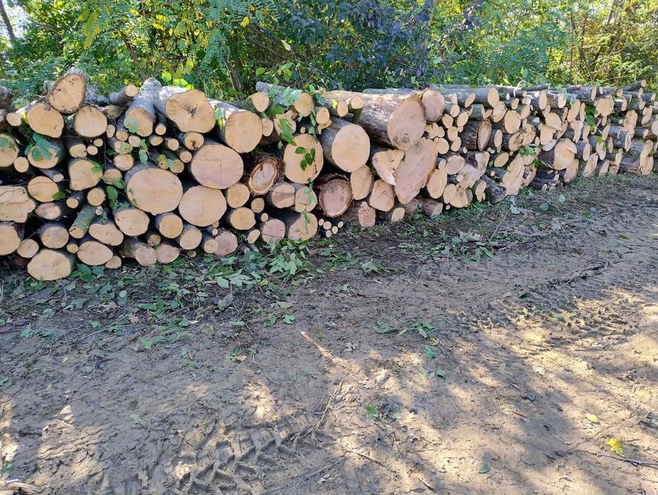 Vand lemne de foc esența tare carpen și fag