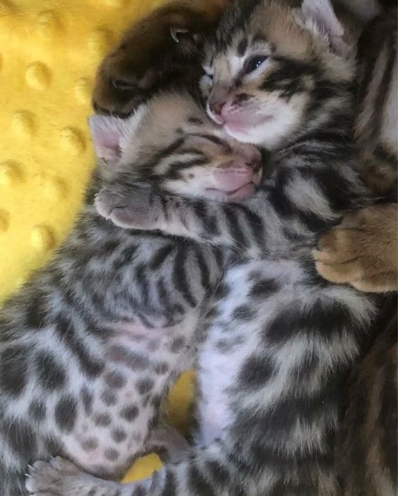 Бенгальские котята