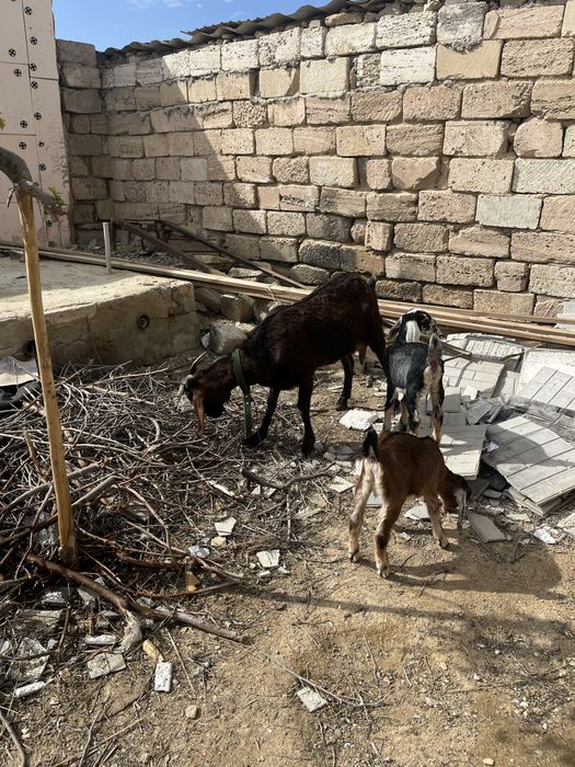 Нуби ешкілері сатылады