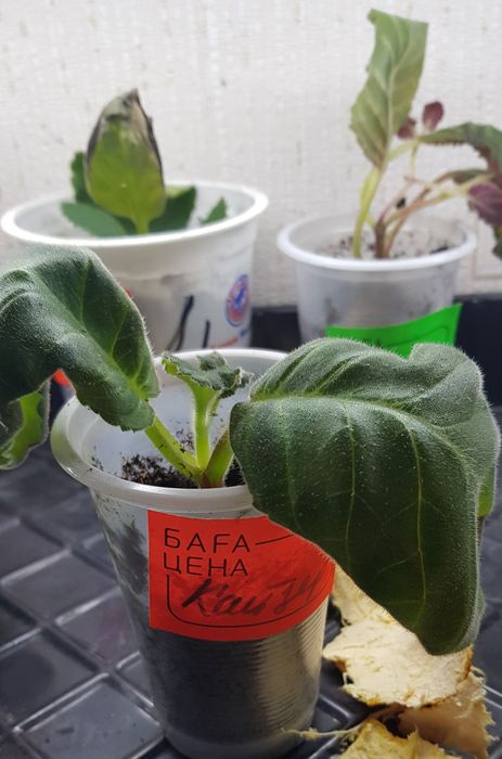 Продам комнатные растения