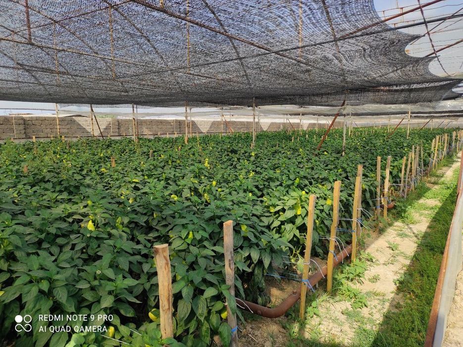 Hovli.Uy 12 sotix. Teplitsa 6 sotix Sotiladi (Akmal Ikromovda)