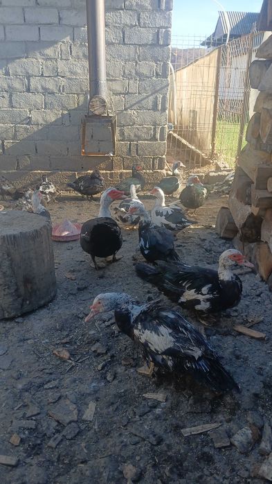 Rate mute de vanzare