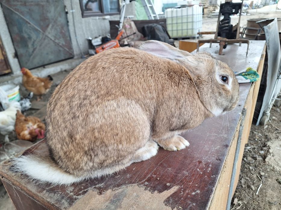 Iepure mascul 5,7 kg