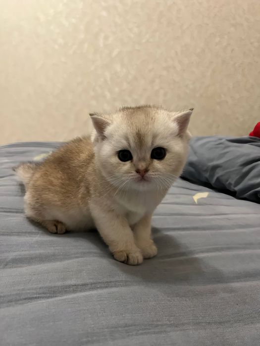 Продаются котята породы скотиш фолд. Шиншила. Серебристая и Золотистая