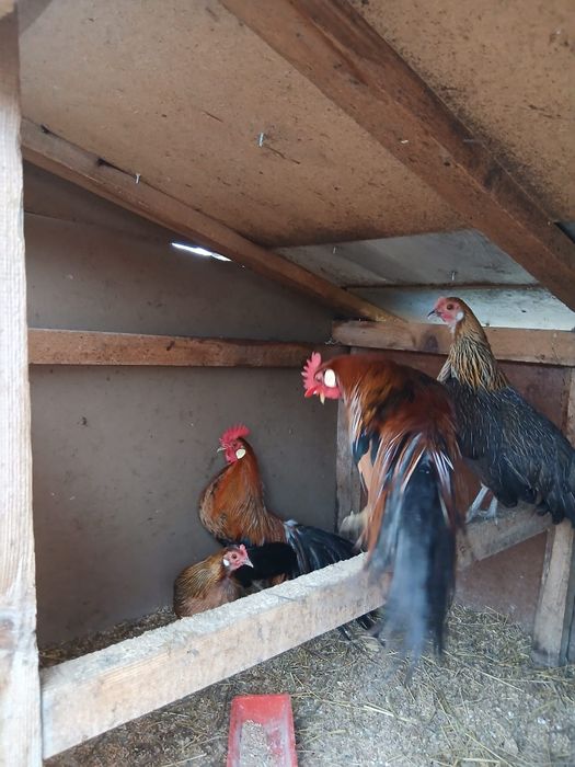 Cocoși Phoenix 2025/schimb