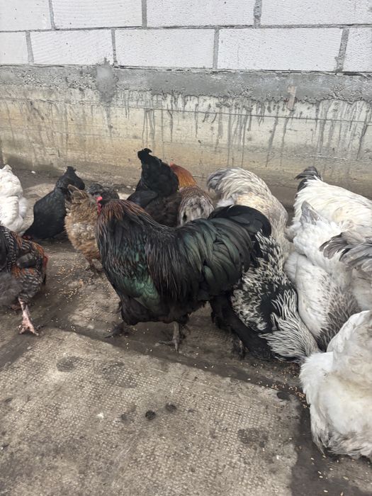 Găini Brahma și  Australorp