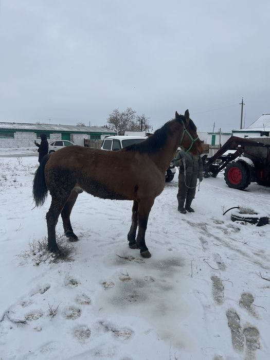 Лошадь ат,мерин.