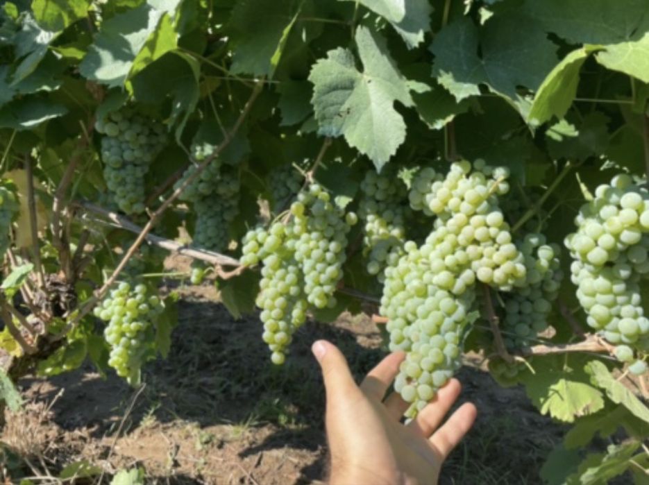 Vand struguri pentru vin