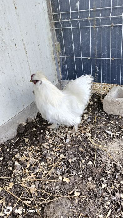 Vând mătase japoneză 4 găini+1 cocoș.