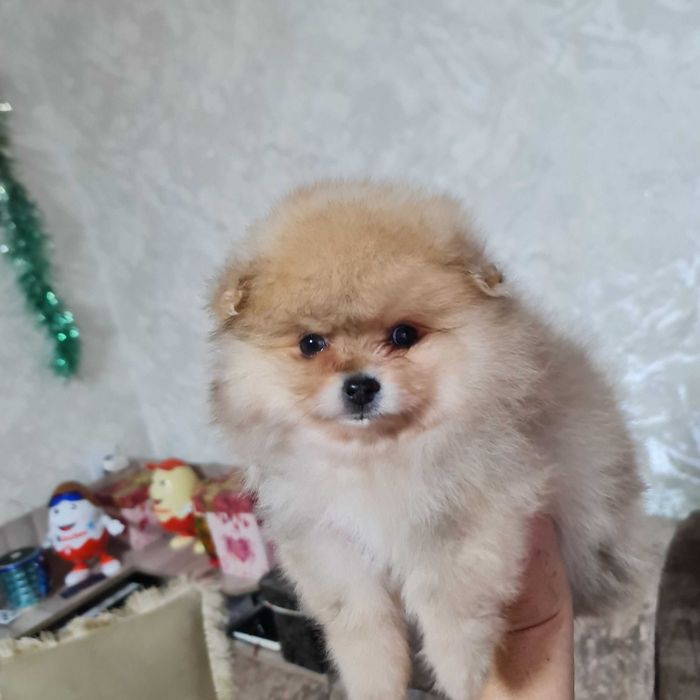 Померанский миник шпиц