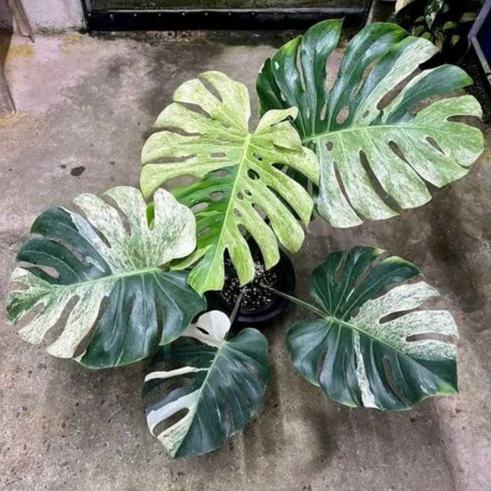 Добре вкоренена "Monstera Mint"