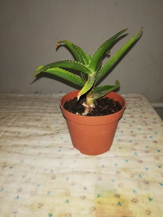 Алоэ лечебное комнатное