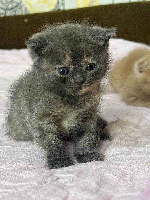 Продам котят бриташки