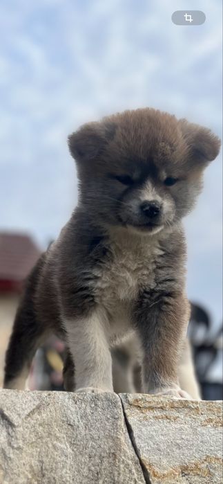 Akita Inu Japonez