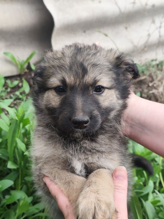 Щенок мальчик пёс собака ищет дом
