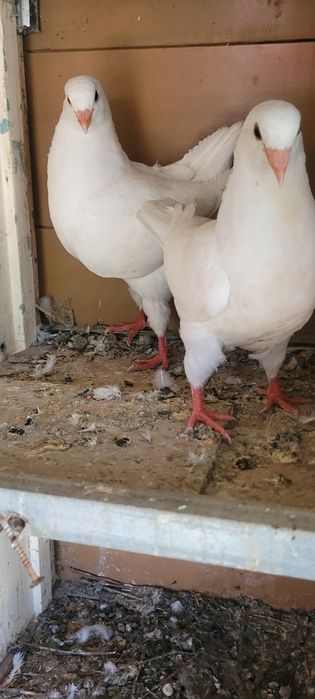 Vind porumbei texani kingi rotați  voiajori stil veichi