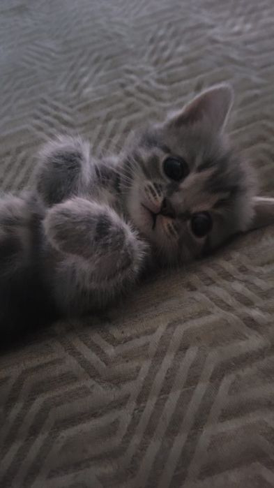 Продам Шатланских / Британских котят