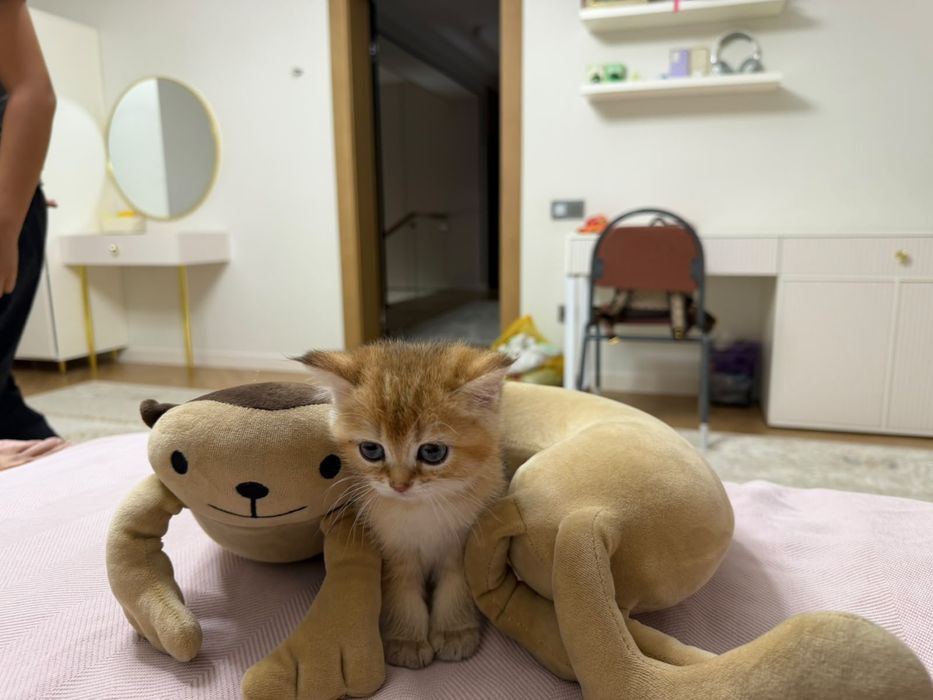 Золотые котята британские