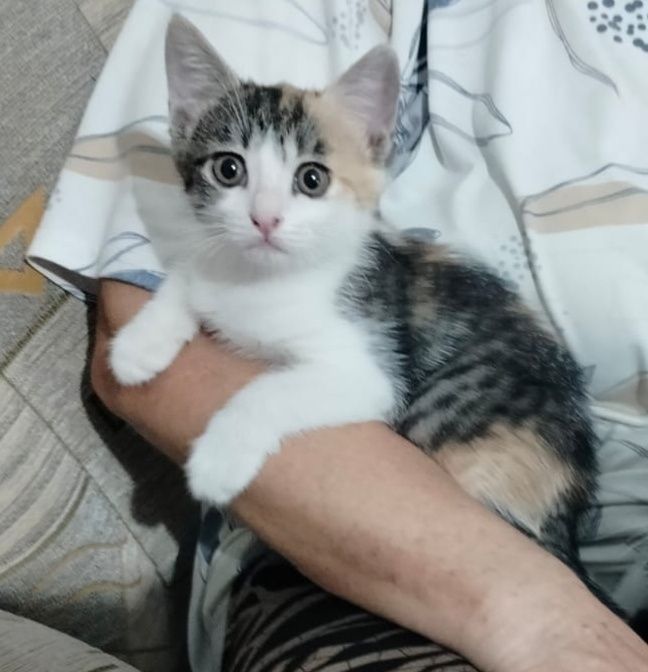 Отдам котенка в добрые руки(девочка)