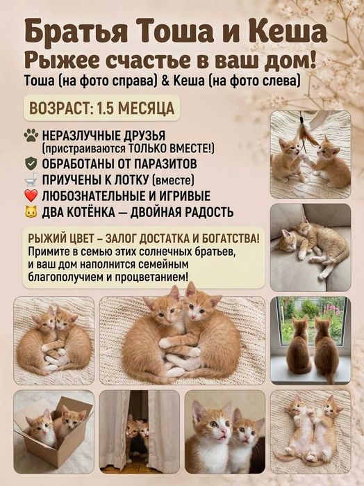 Котята бесплатно