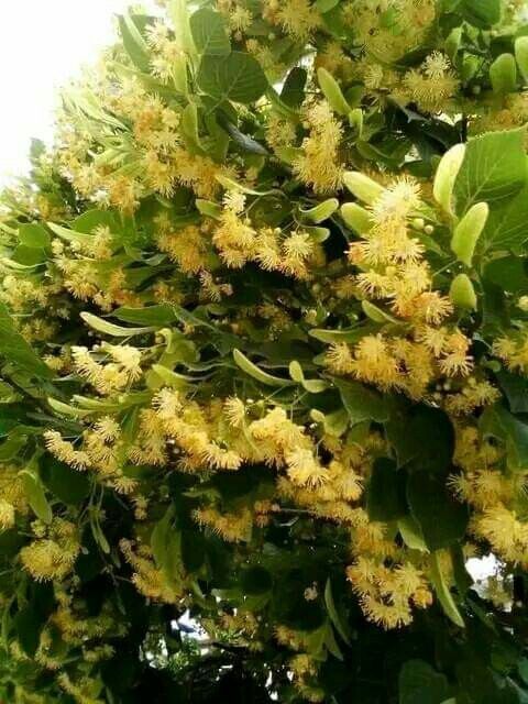 Tei de floare și parfum altoit