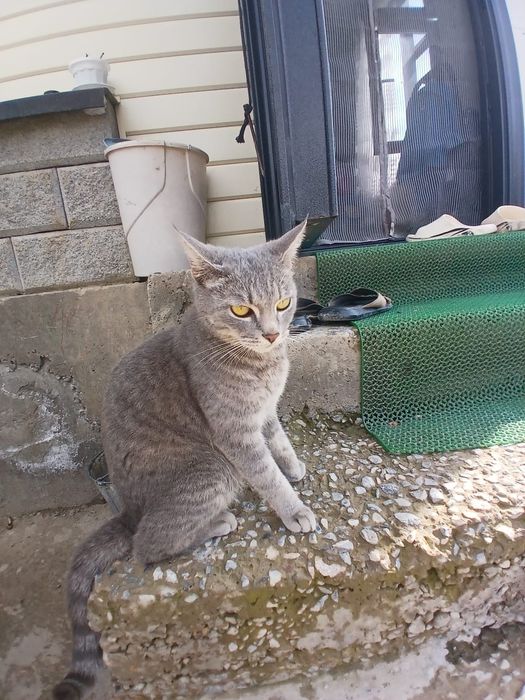 Котейки два месеца