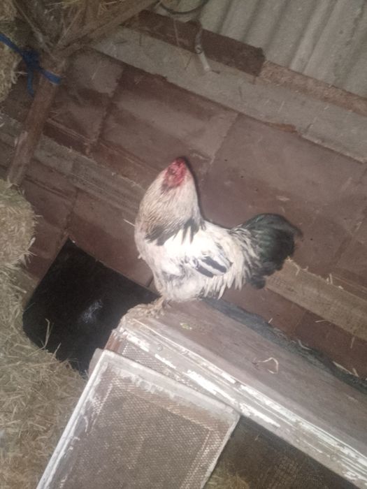 Продам два петуха